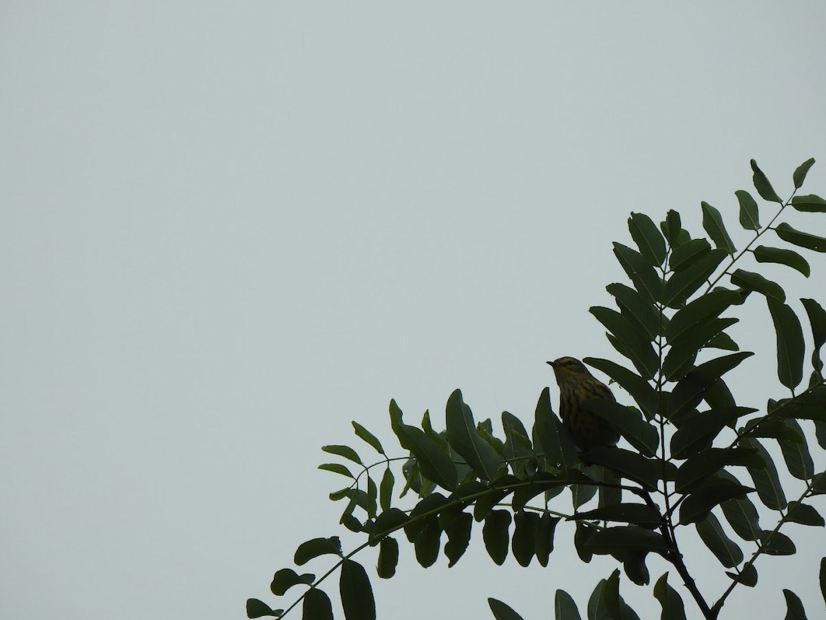 Cape May Warbler - Michaela Plante