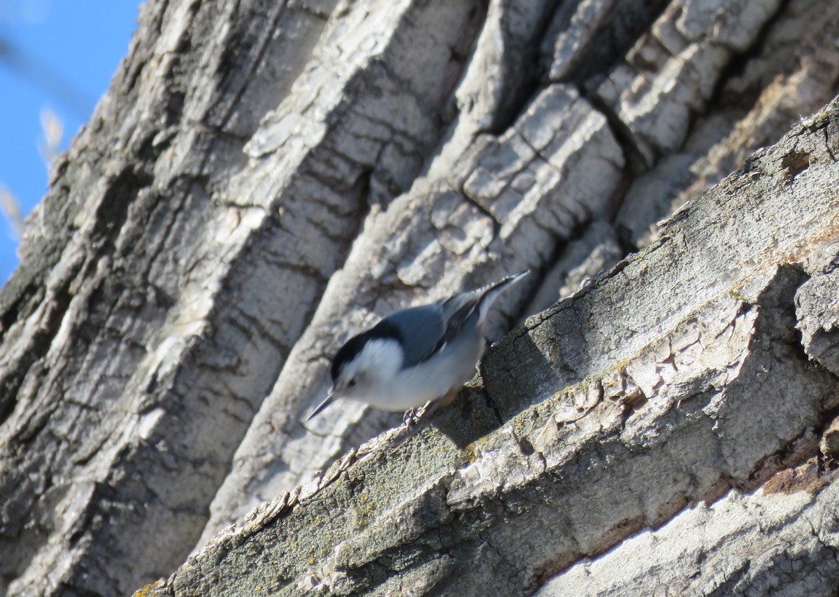 White-breasted Nuthatch - ML48152381