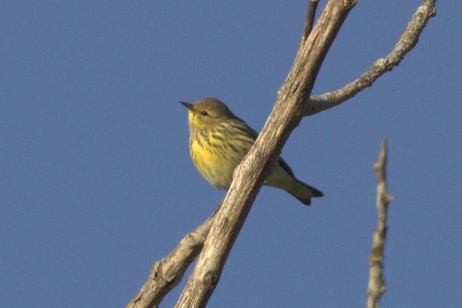 Cape May Warbler - ML481526251