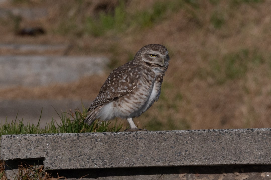 Burrowing Owl - ML481527711