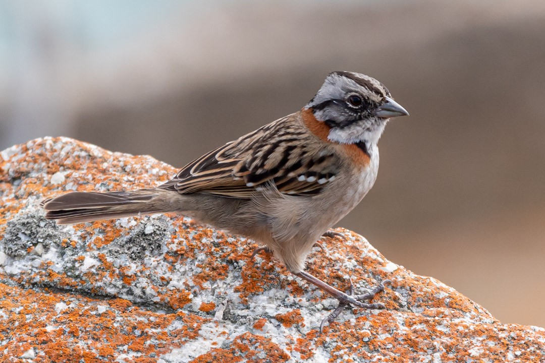 Rufous-collared Sparrow - ML481527961