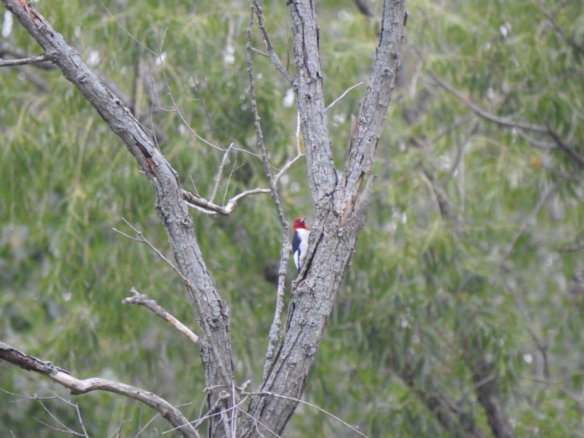 Red-headed Woodpecker - ML481528011