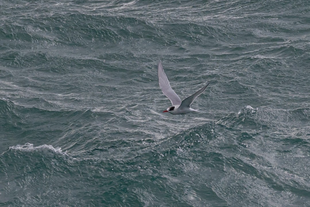 Falklandseeschwalbe - ML481528481