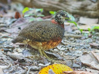  - Sabah Partridge