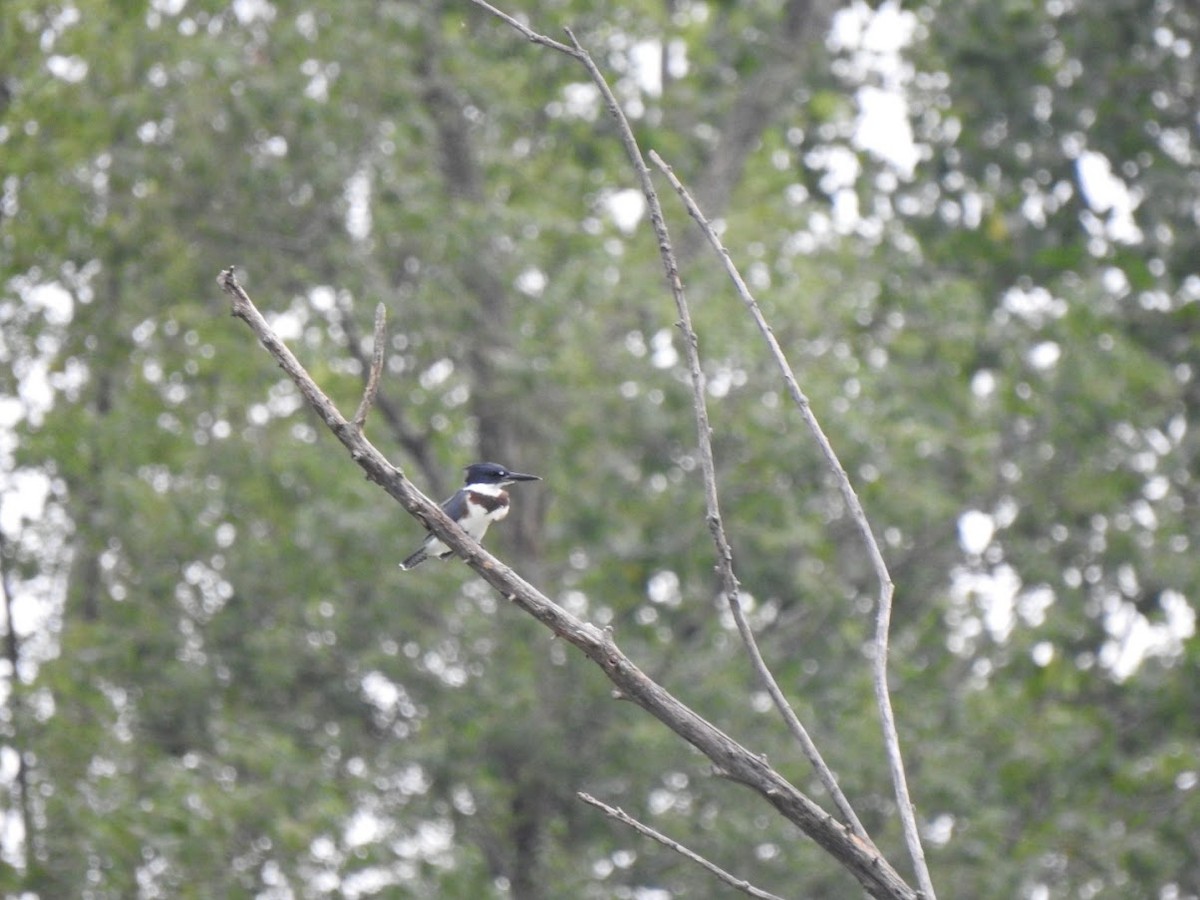 Belted Kingfisher - ML481531801