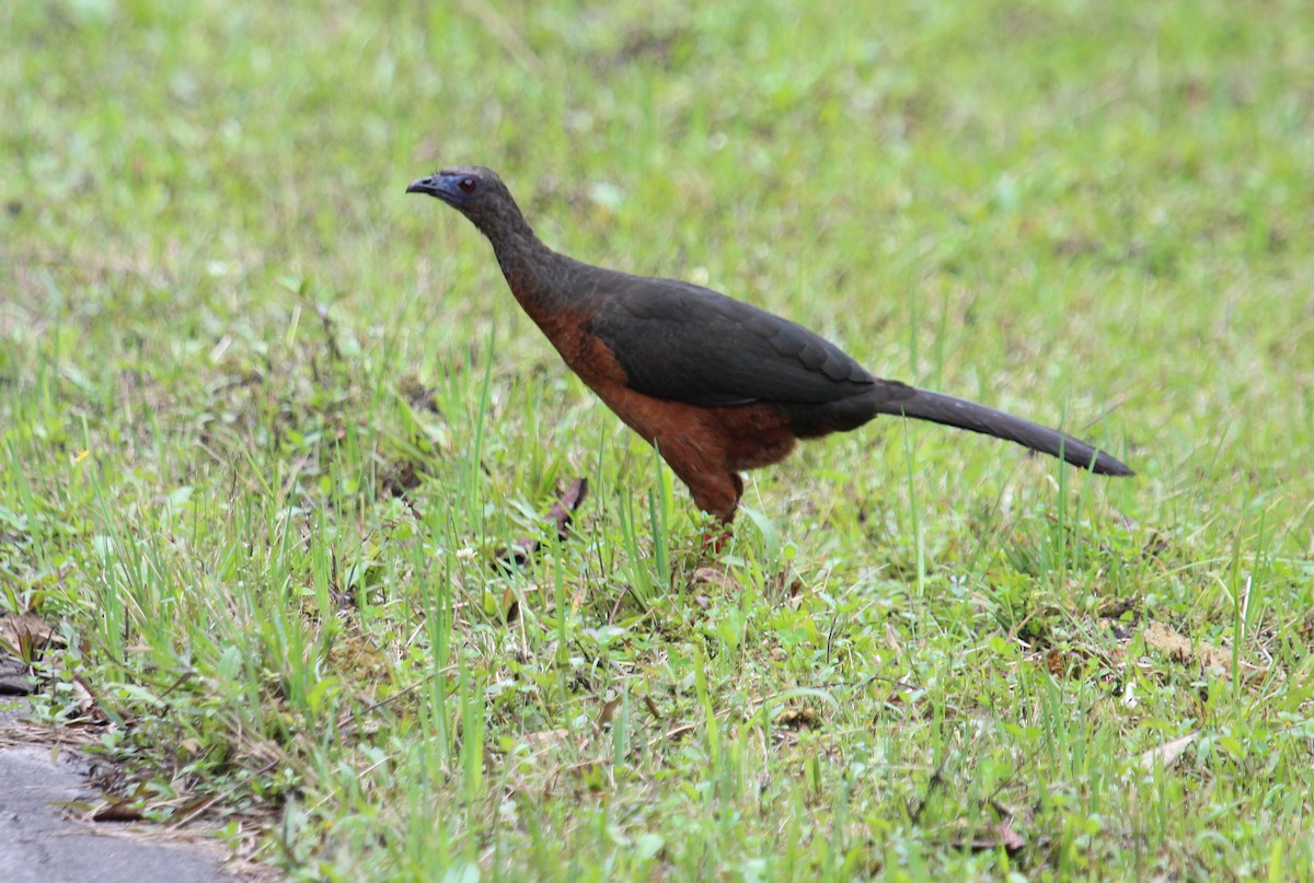 Sickle-winged Guan - ML48153181