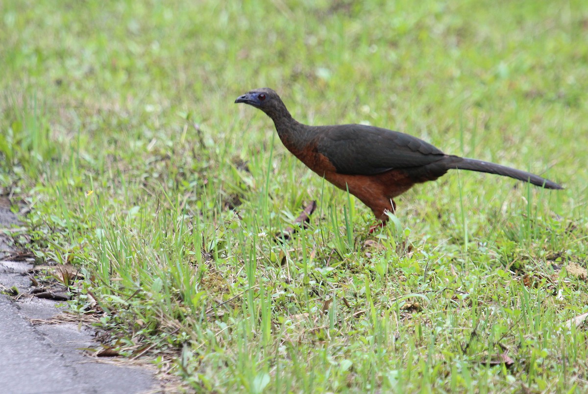 Sickle-winged Guan - ML48153191