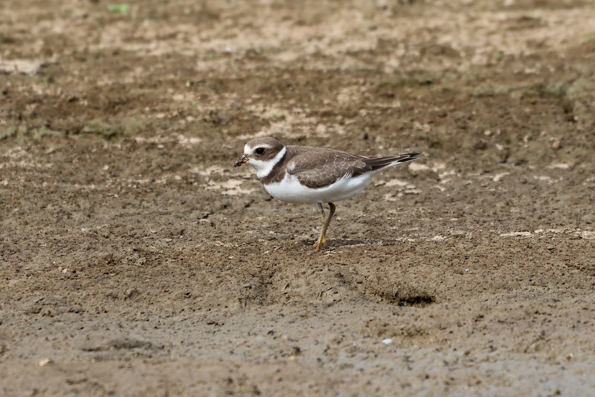 Semipalmated Plover - ML481536011