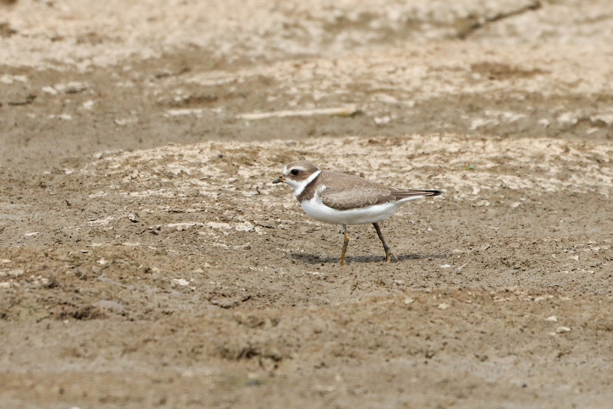 Semipalmated Plover - ML481536021