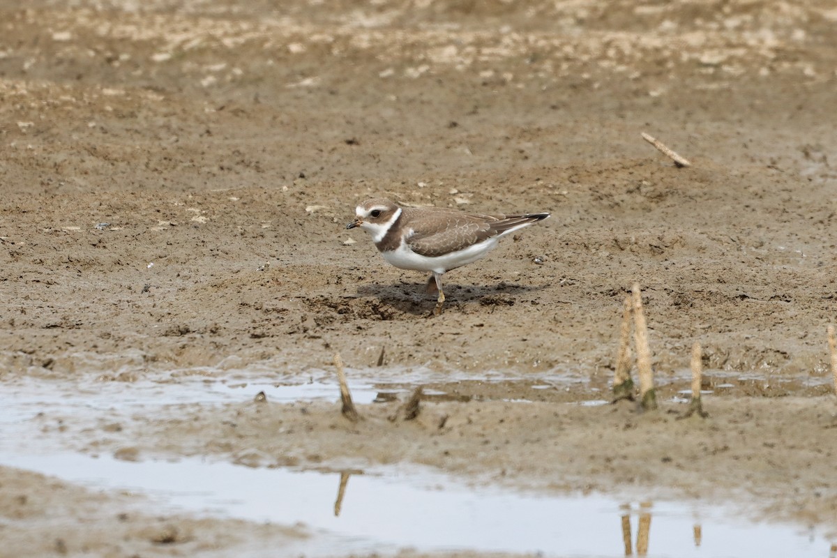 Semipalmated Plover - ML481536031