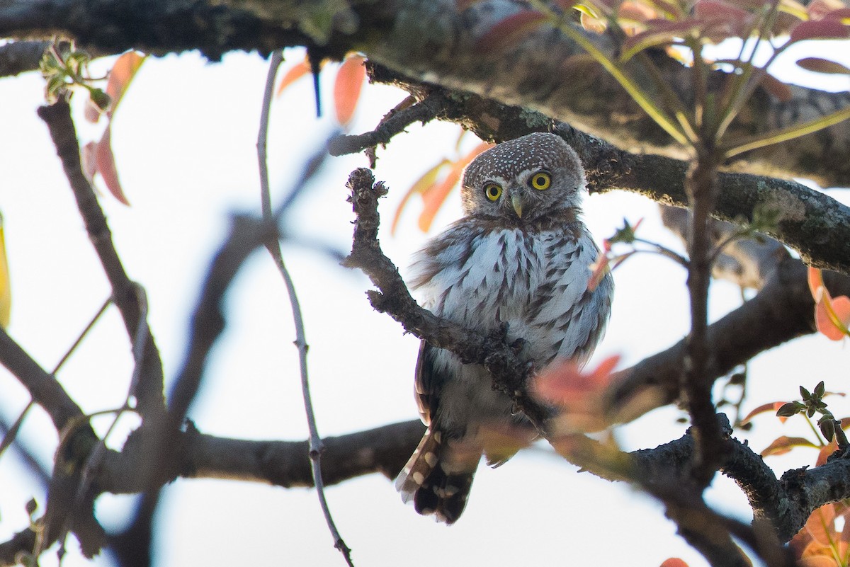 Pearl-spotted Owlet - ML481538111