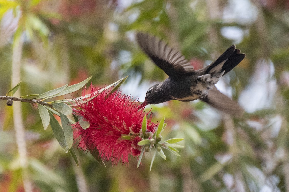 kolibřík safírový - ML481546641