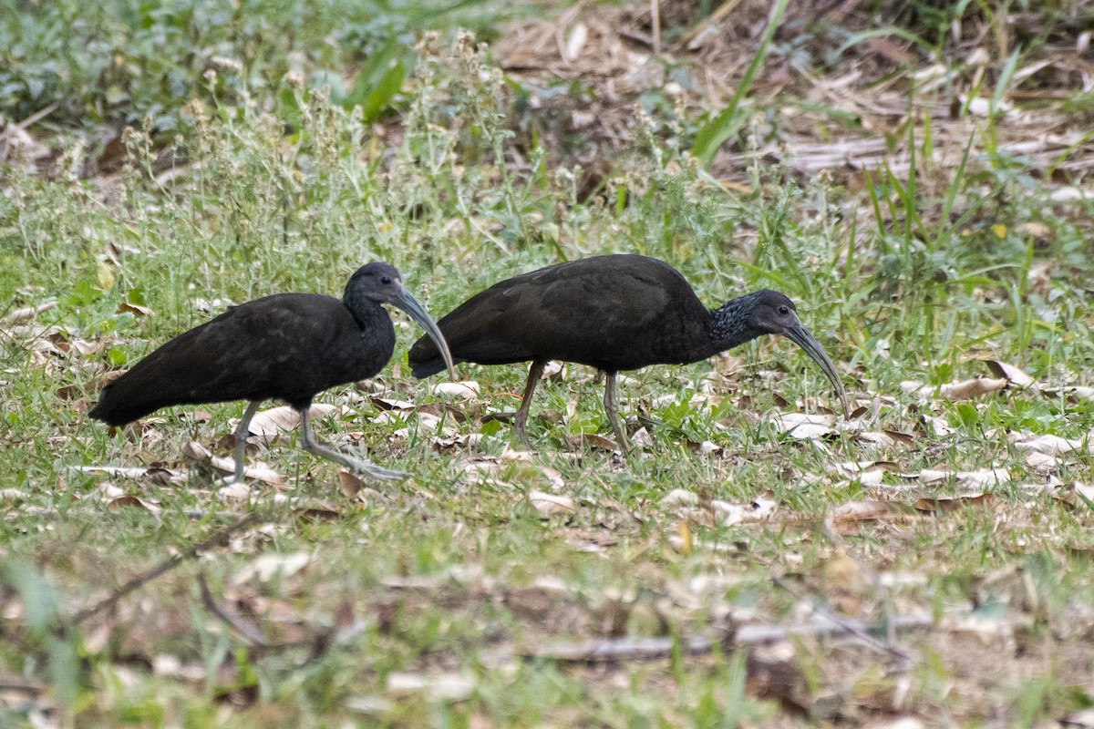 ibis zelený - ML481547491