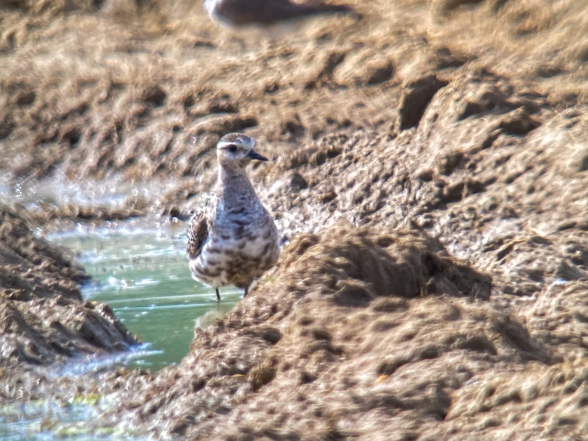 eBird Checklist 5 Sep 2022 Reeds Sod FarmAllentown Lakewood Rd