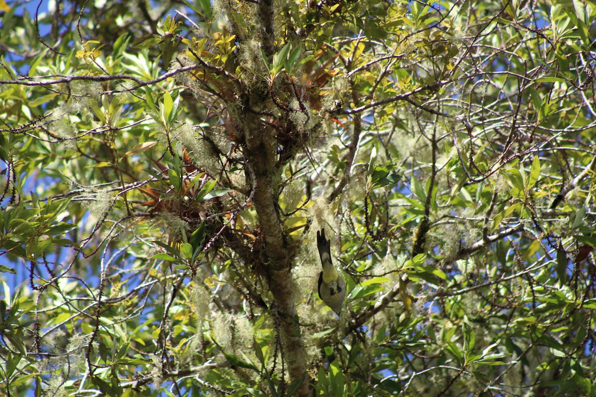 Long-tailed Silky-flycatcher - ML481560381