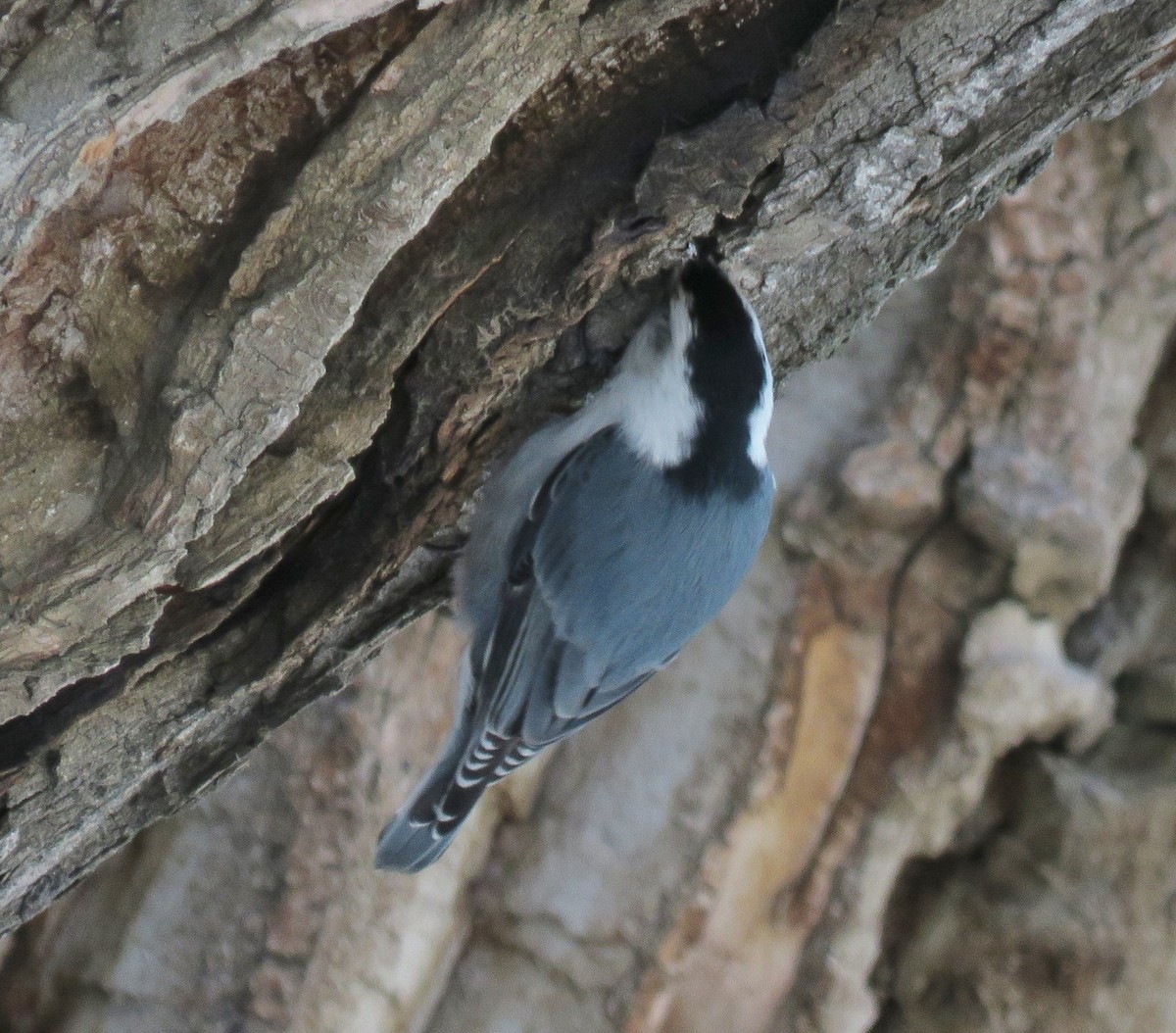 White-breasted Nuthatch - ML48156331