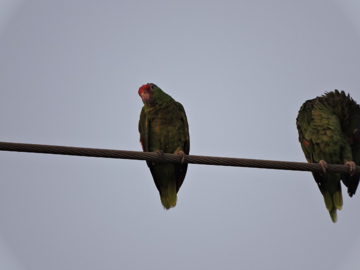 ebird-checklist-12-aug-2022-el-cajon-courthouse-parrot-roost-12