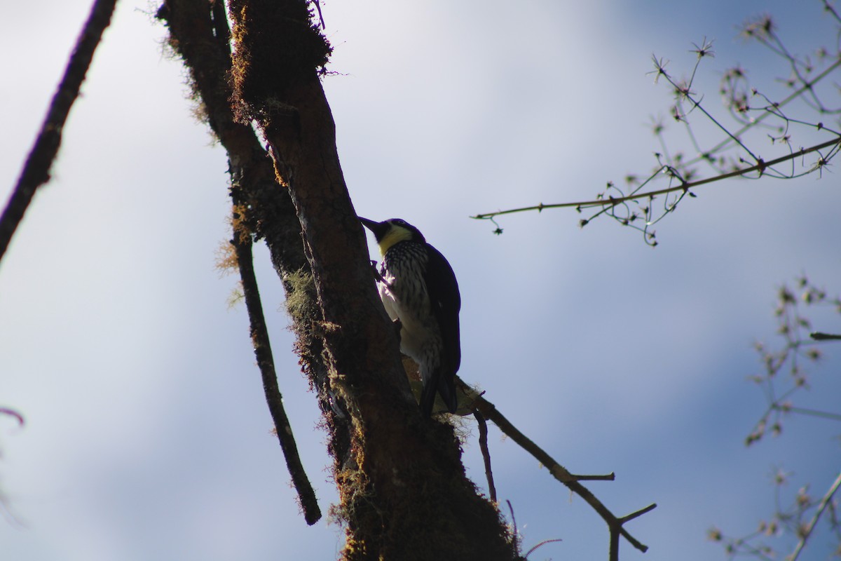 Acorn Woodpecker - ML481566051