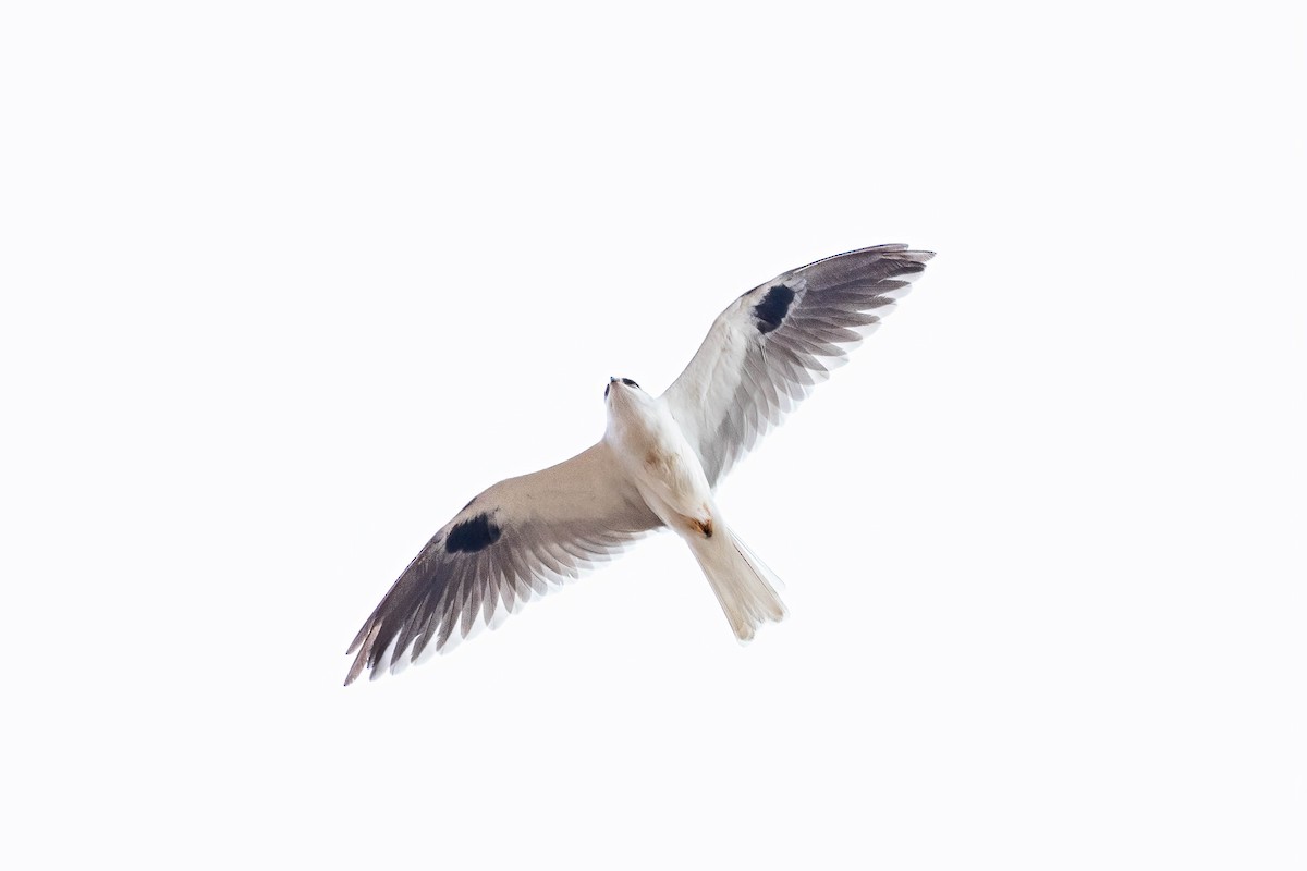 White-tailed Kite - Andrea C