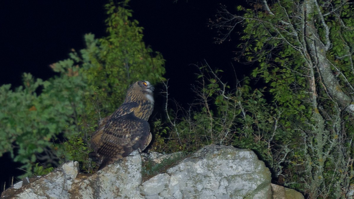Eurasian Eagle-Owl - ML481569391