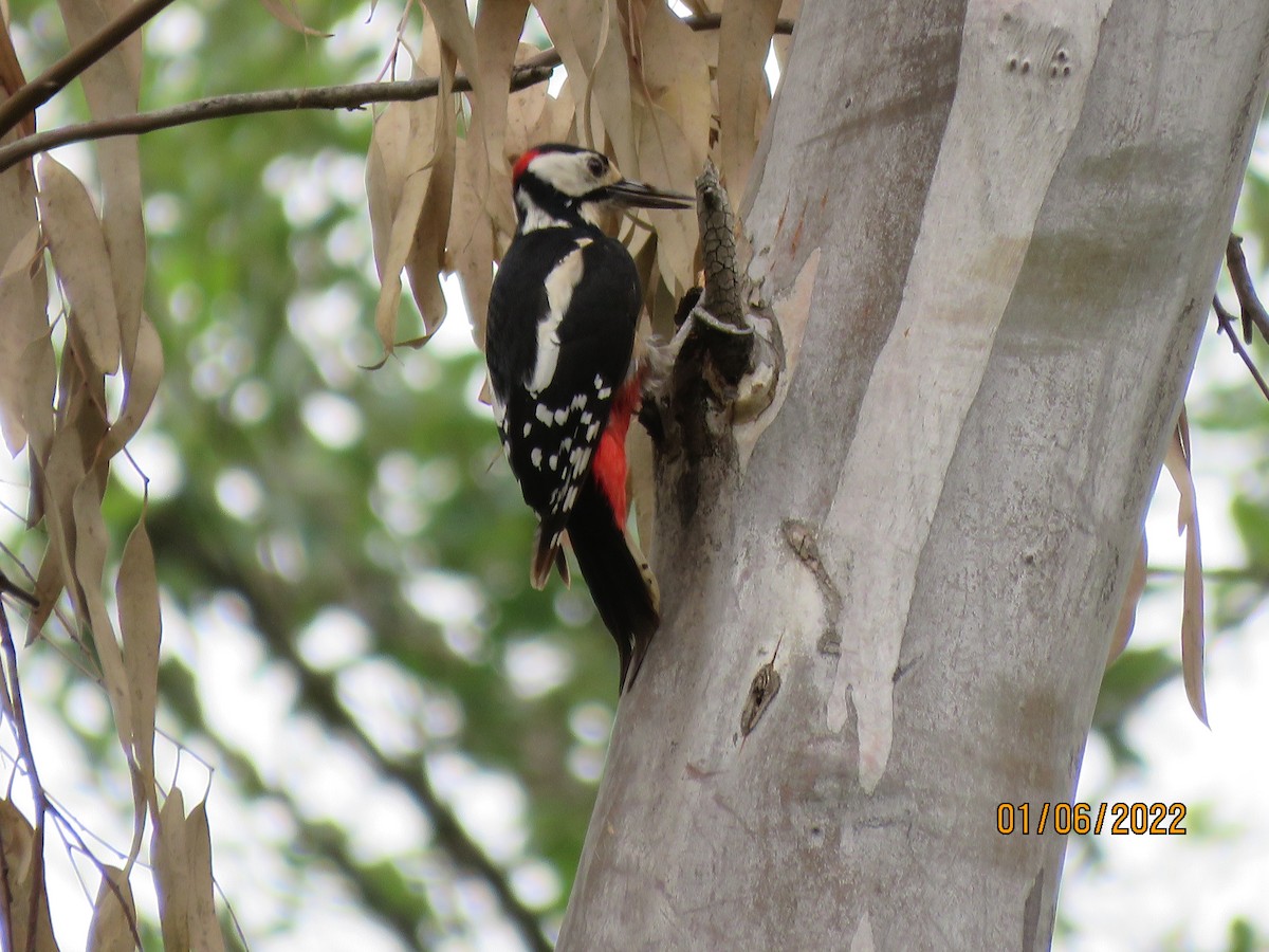 Great Spotted Woodpecker - ML481570321