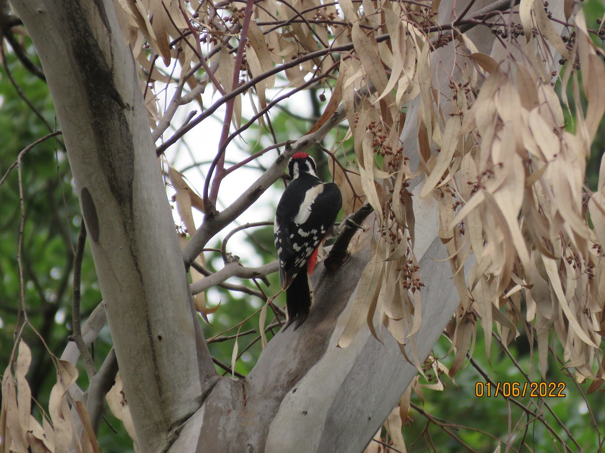 Great Spotted Woodpecker - ML481570341