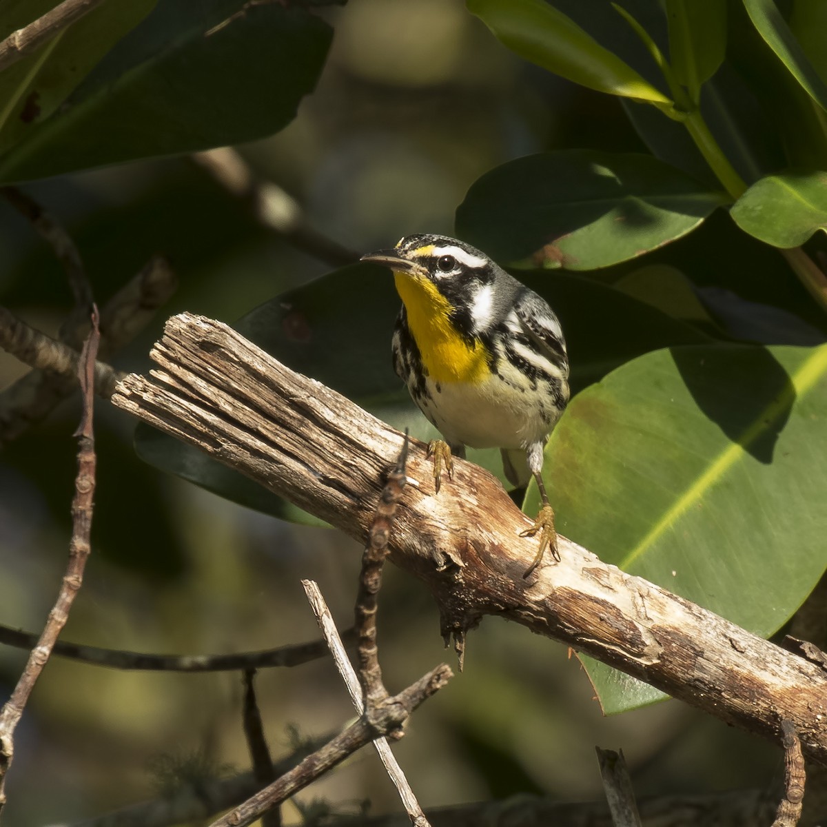 Yellow-throated Warbler - ML48157471