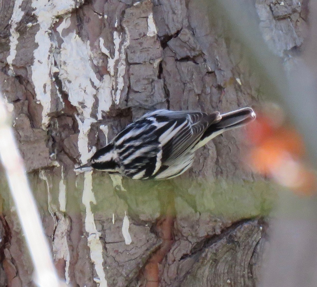 Black-and-white Warbler - ML48157961