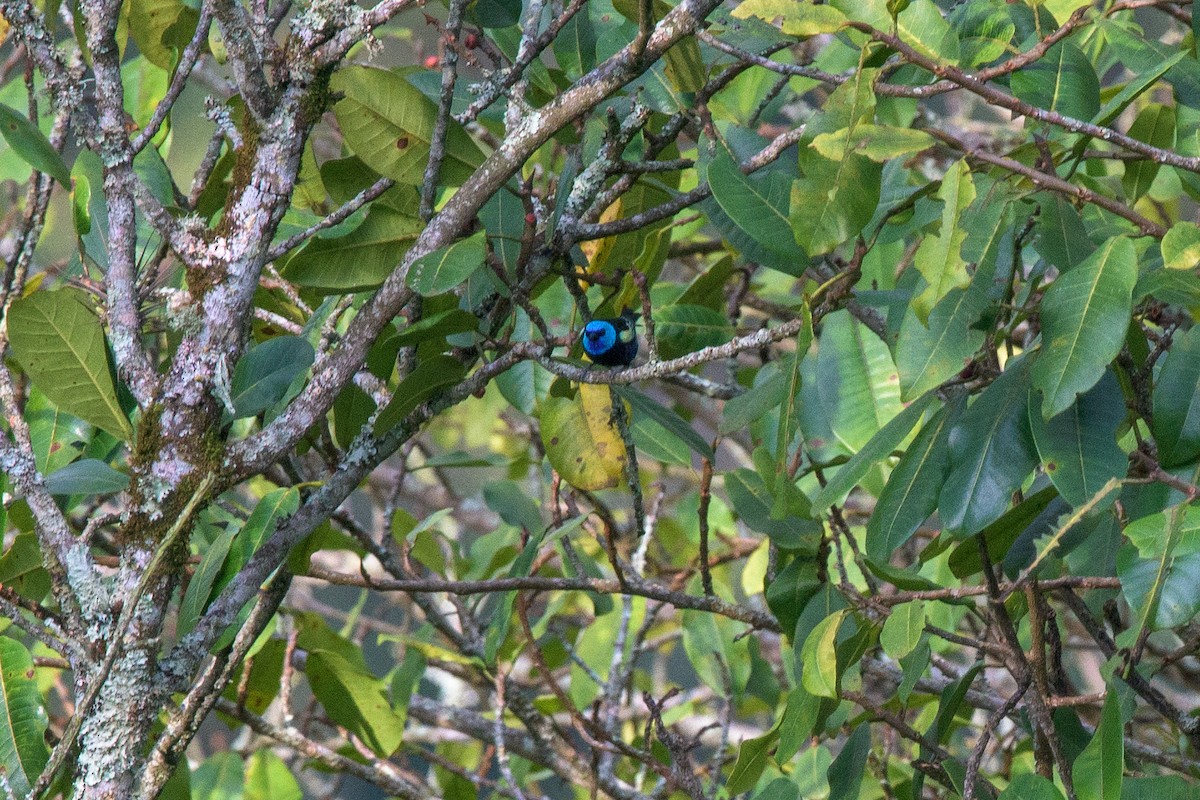 Blue-necked Tanager - ML481580391