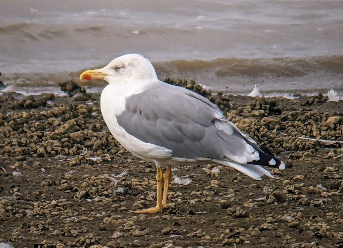 Yellow-legged Gull (michahellis) - ML481581071