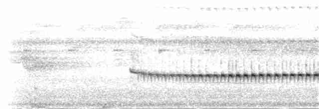 spydknottsmett (rufiventris gr.) - ML48158741