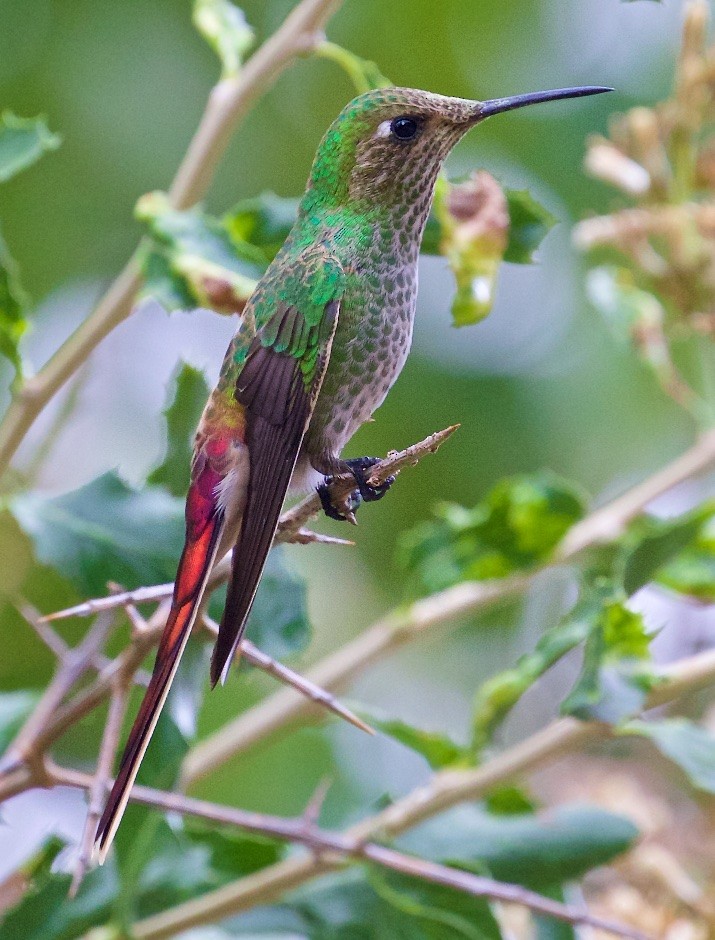 Red-tailed Comet - Ed Harper