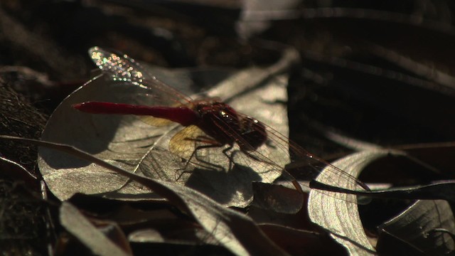 Dragonflies and Damselflies - ML481591