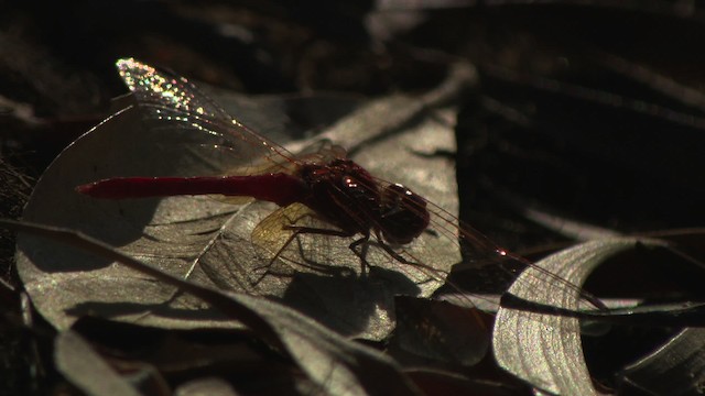 Dragonflies and Damselflies - ML481592