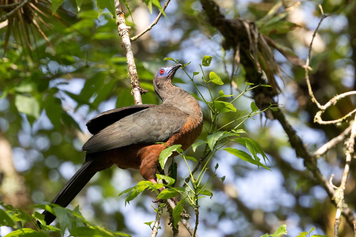 Sickle-winged Guan - ML481597821