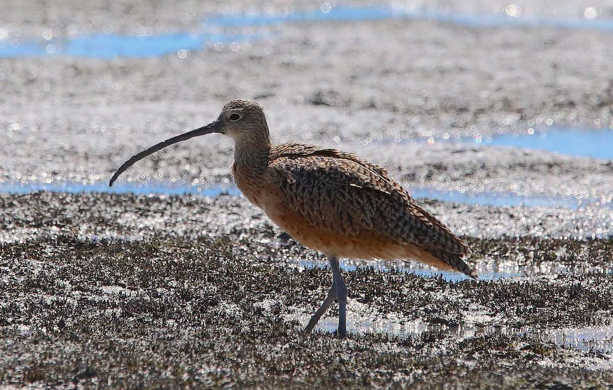 Long-billed Curlew - ML481598471