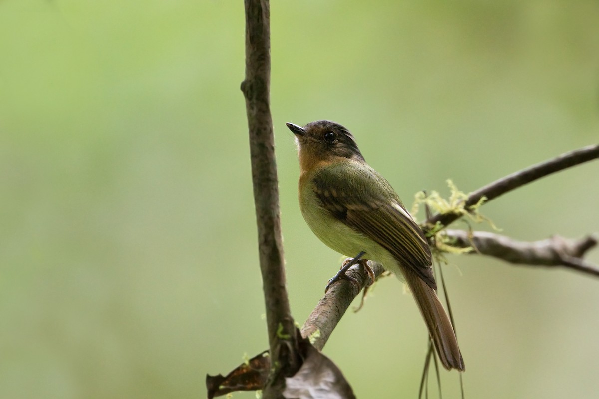 Rufous-breasted Flycatcher - ML481598991