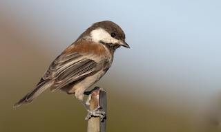 Chestnut-backed Chickadee