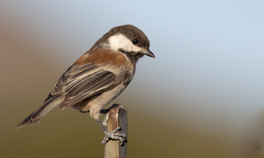 Chestnut-backed Chickadee