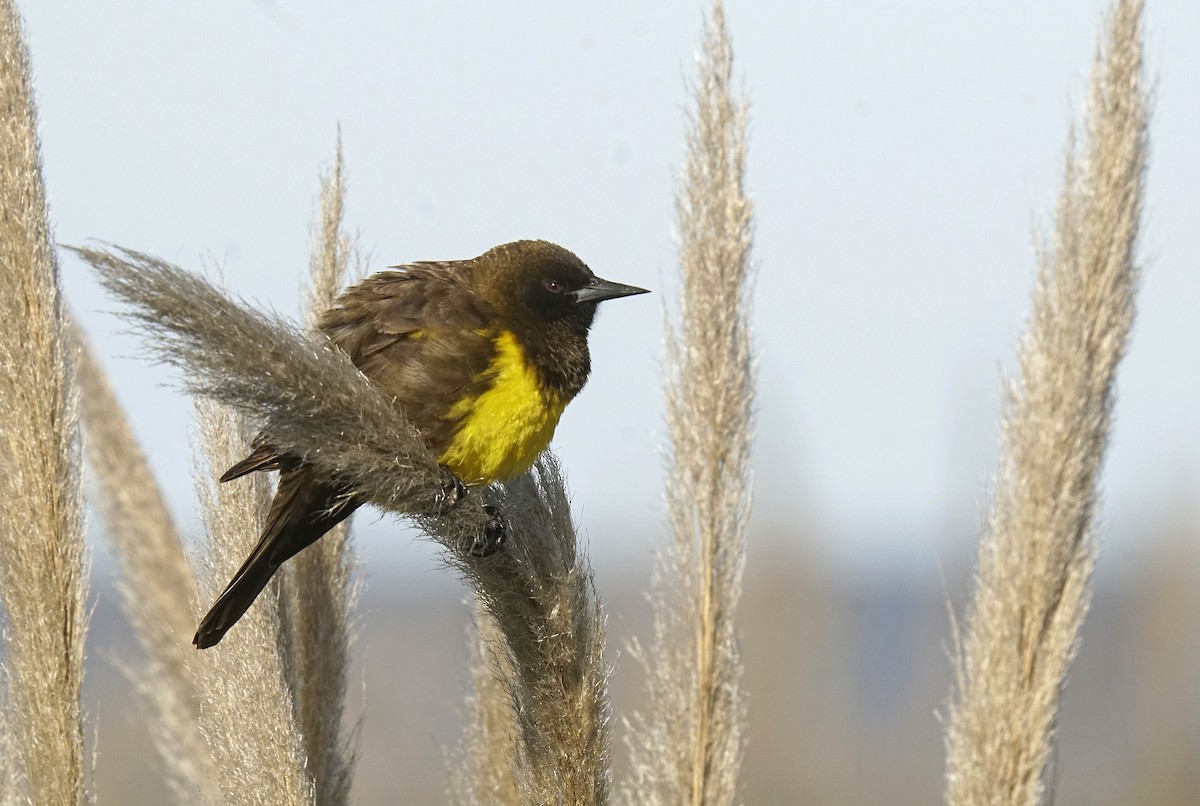 Brown-and-yellow Marshbird - Adrian Antunez