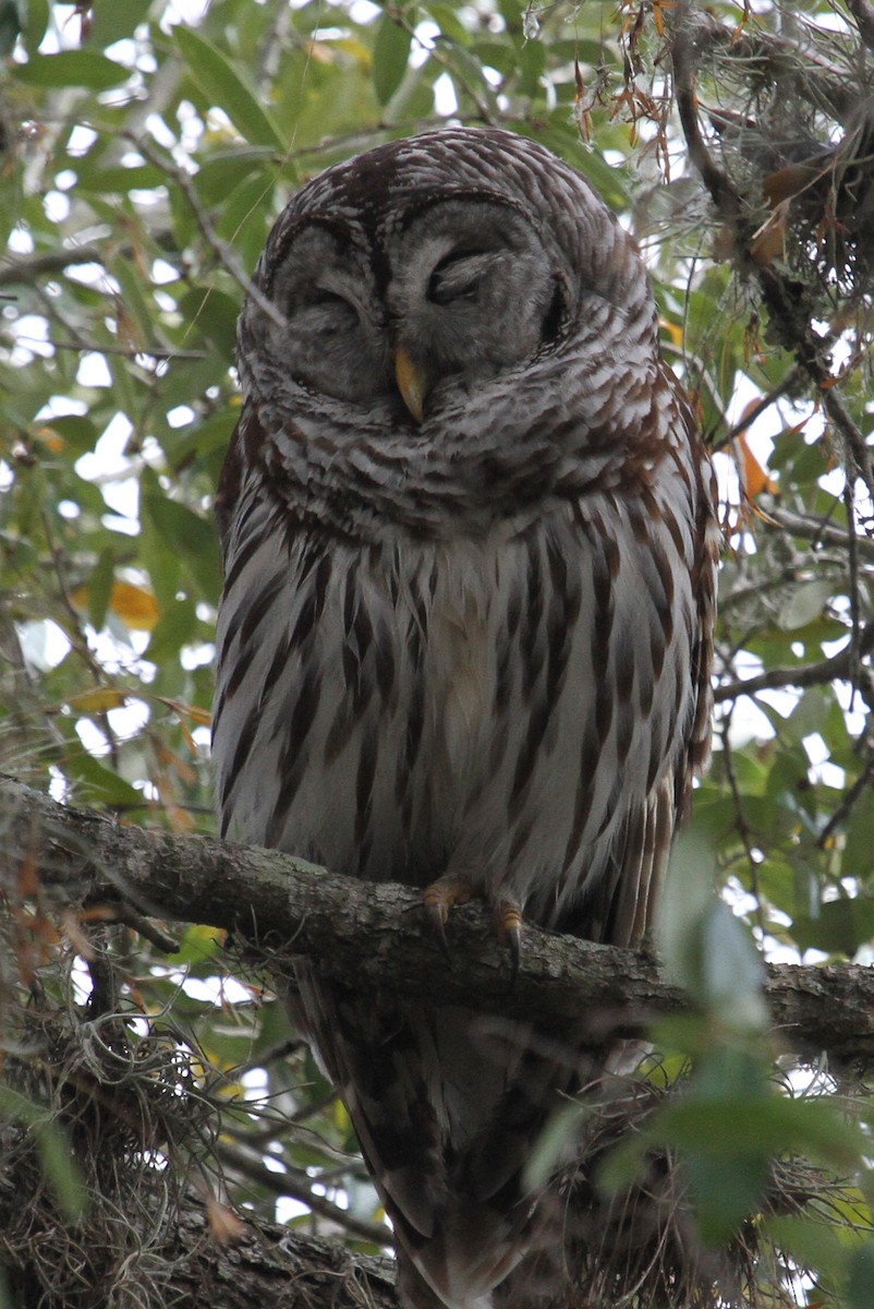Barred Owl - ML48160651