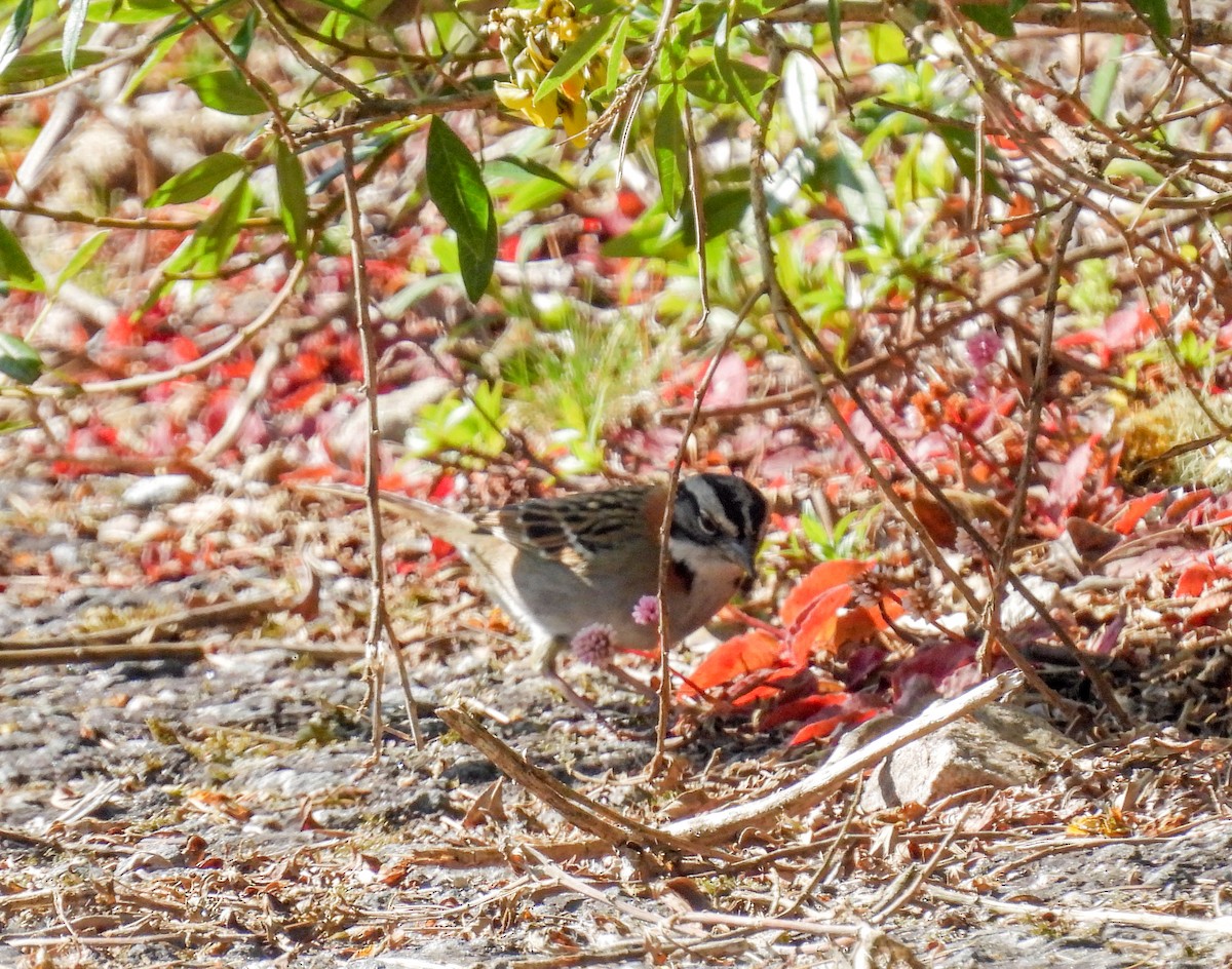 Rufous-collared Sparrow - ML481616931