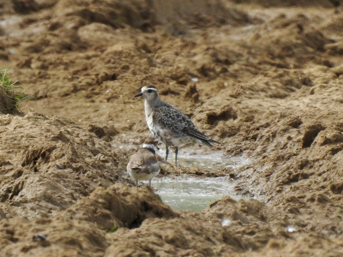 eBird Checklist 5 Sep 2022 Reeds Sod FarmAllentown Lakewood Rd
