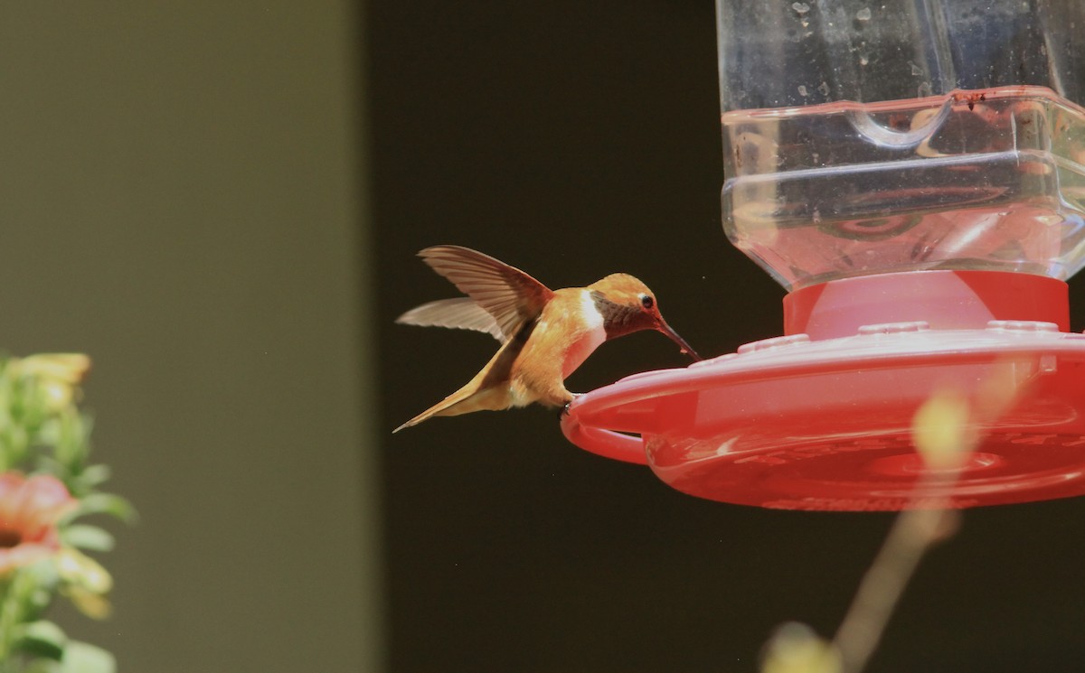Rufous Hummingbird - ML481619791