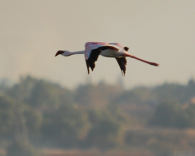 Lesser Flamingo - David Kirschke