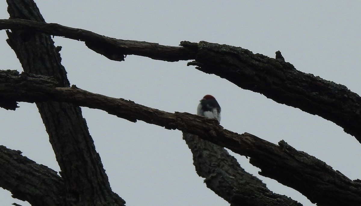 Red-headed Woodpecker - ML481633031