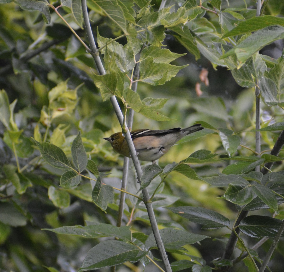 Bay-breasted Warbler - ML481636191