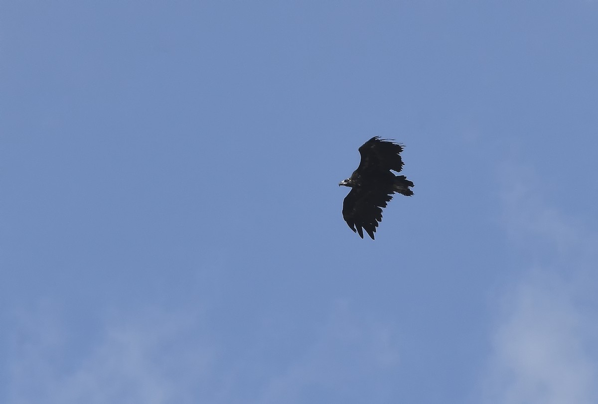 Cinereous Vulture - ML481643341