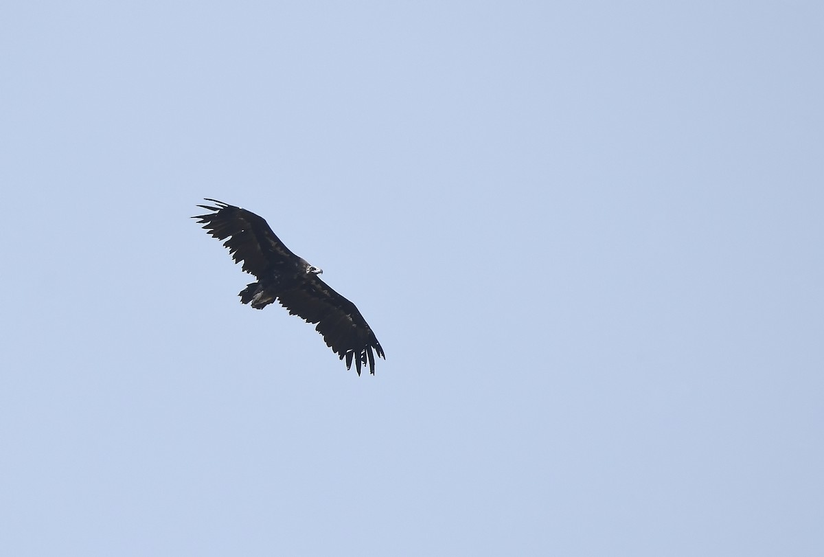 Cinereous Vulture - ML481643411