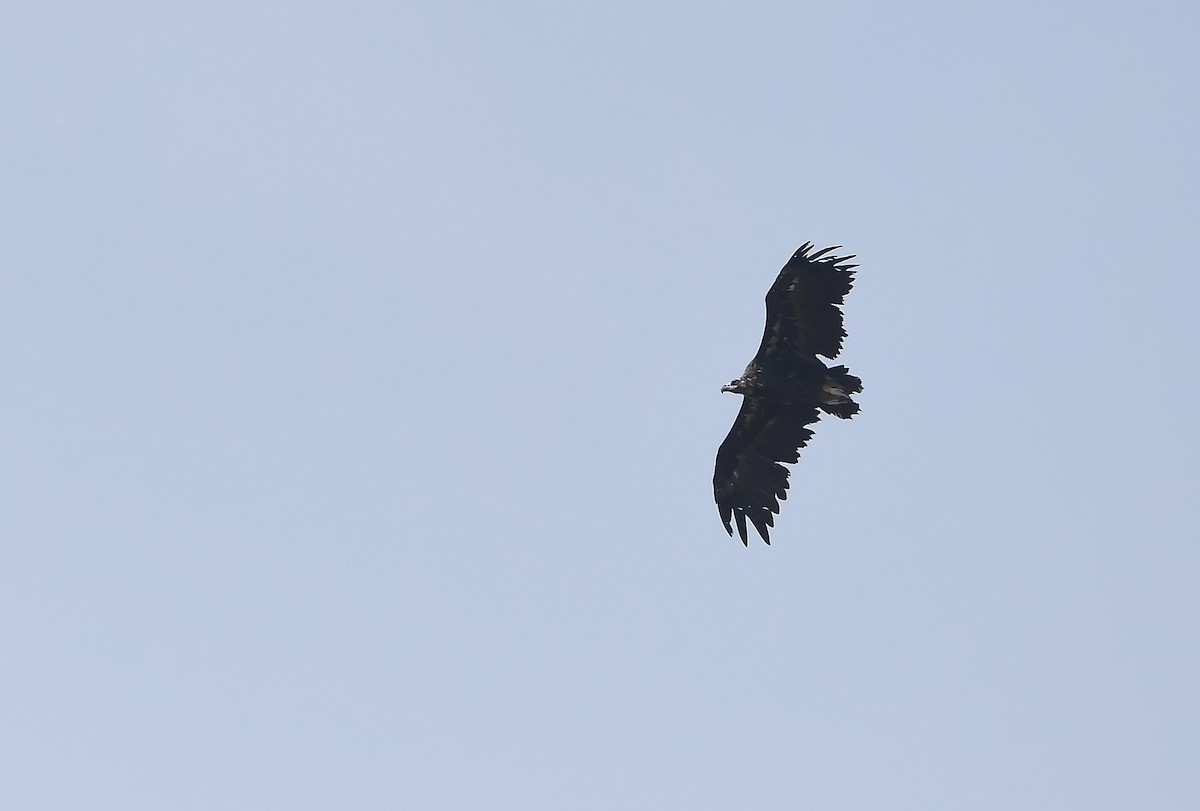 Cinereous Vulture - ML481643491